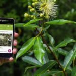 Las 5 mejores apps para identificar plantas para iPhone